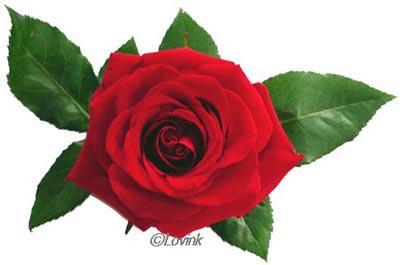 une fleur roge